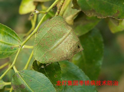 枣树锈病怎么防.治效果比较好