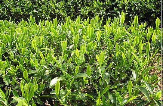 如何使茶树提早破眠萌芽？