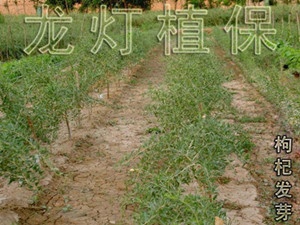 枸杞提早破眠萌芽稳产增产