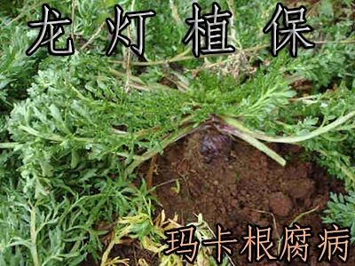 玛卡根腐病如何防.治