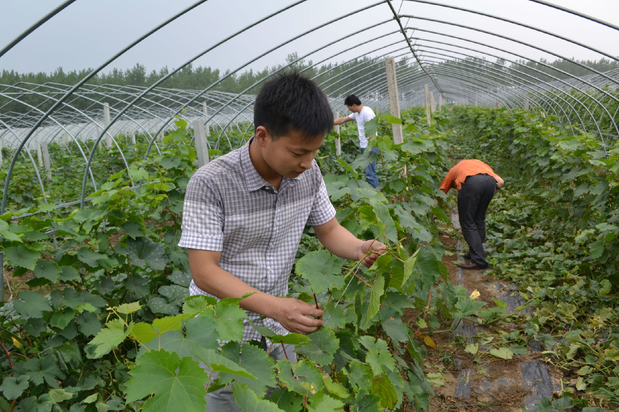 果农经验：葡萄增甜三大方法，大家有需要的可以借鉴
