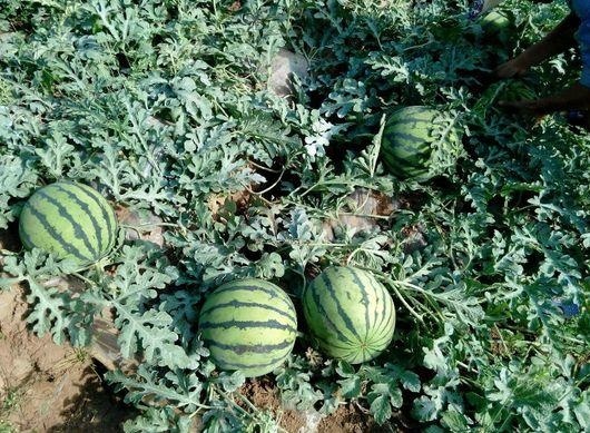 西瓜施肥要讲究方法！早施磷肥、增施钾肥、钙镁肥