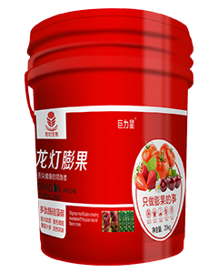 龙灯膨果