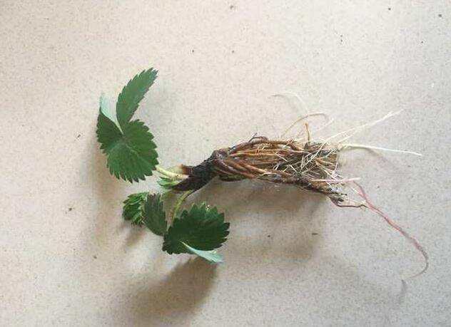 腐殖酸特种肥厂家分享：草莓生根慢怎么办，什么生根肥好