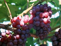 腐植酸厂家