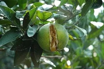 橘子裂果