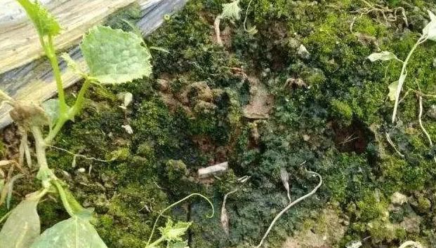 土壤青苔-腐植酸肥料