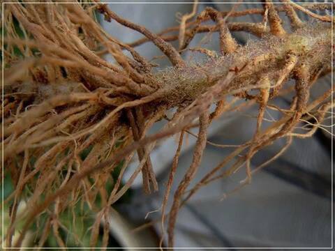 番茄根腐病，腐植酸厂家告诉你如何
？