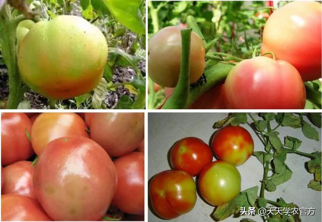 西红柿引发青皮果？措施有哪些